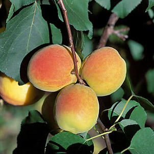 Apricots