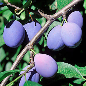 Plums