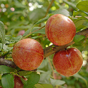 Pluots