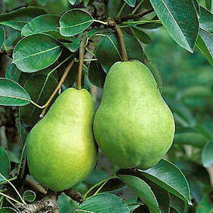 Bartlett Pears