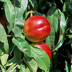 Nectarines