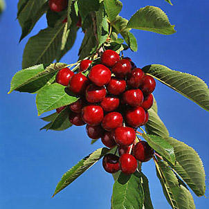 Bing Cherries