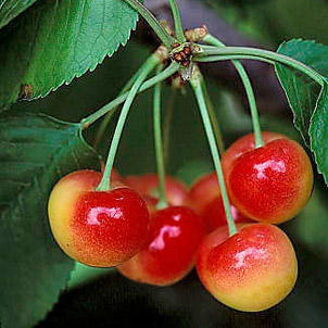 Rainier Cherries