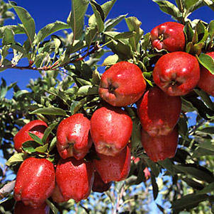 Red Delicious Apples