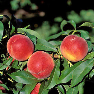 Peaches